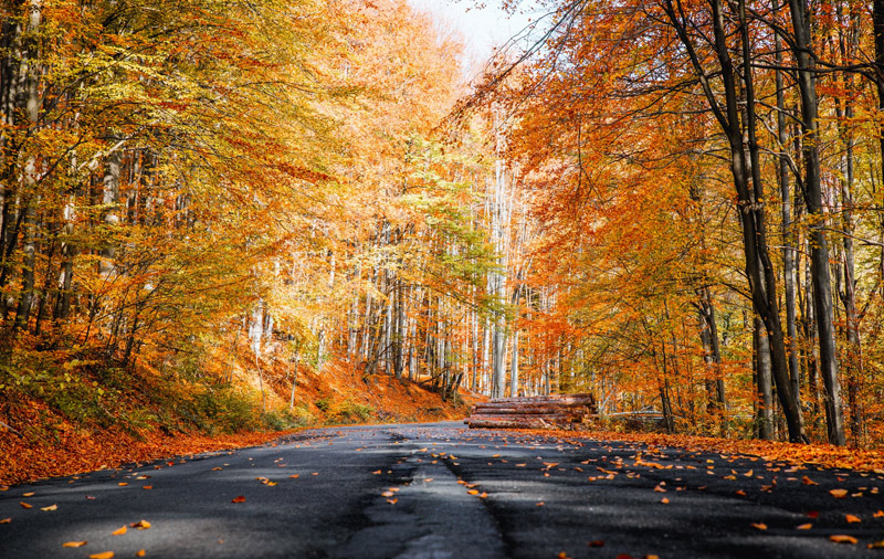 fall road